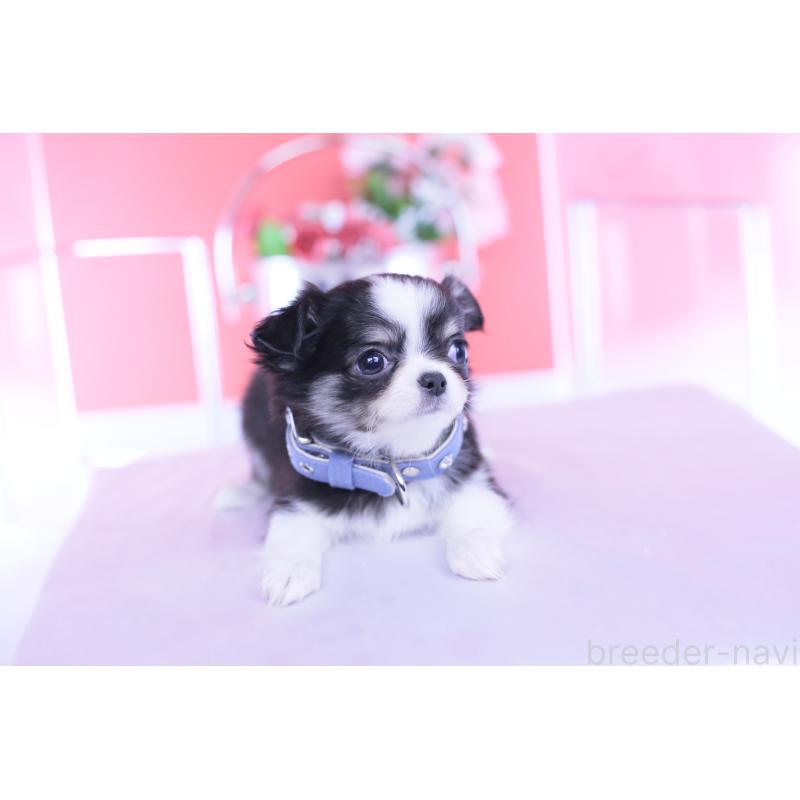 販売中の愛知県のチワワ(ロングコート)-432084の11枚目