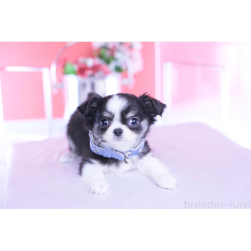 販売中の愛知県のチワワ(ロングコート)-432084の10枚目