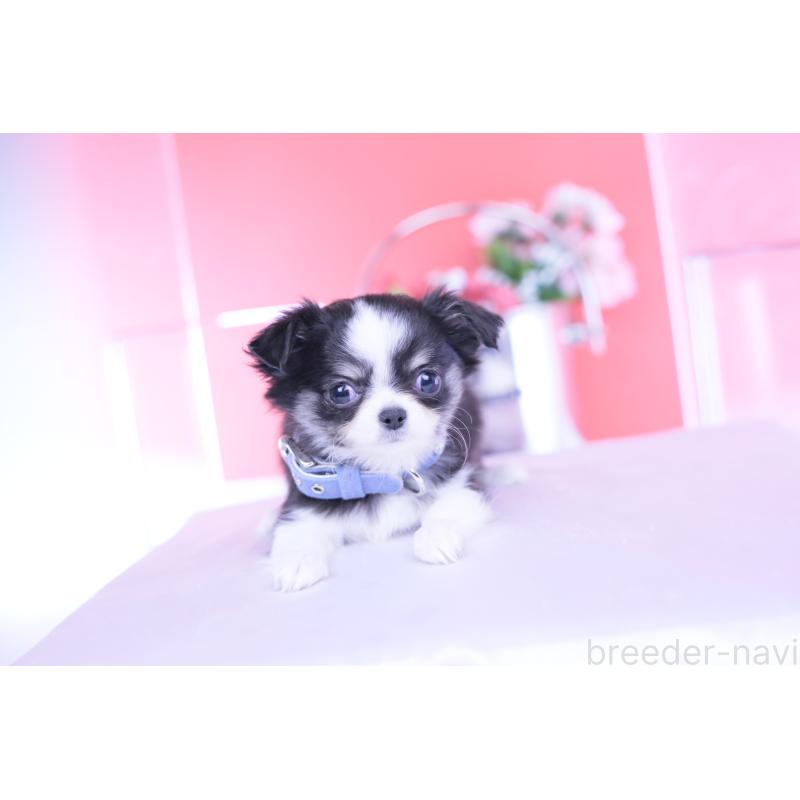 販売中の愛知県のチワワ(ロングコート)-432084の7枚目