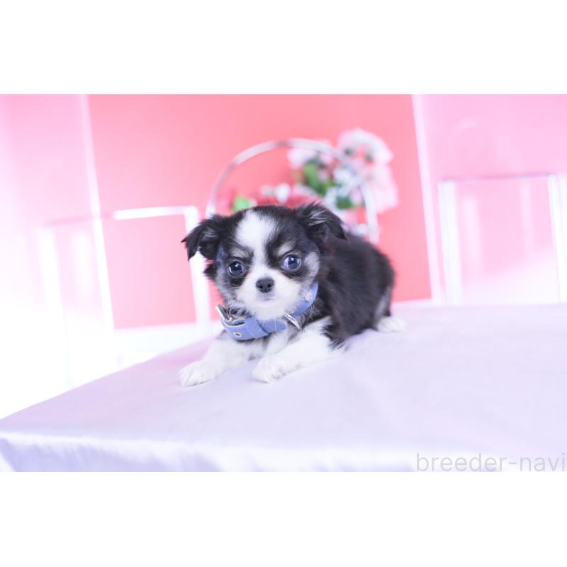 販売中の愛知県のチワワ(ロングコート)-432084の5枚目