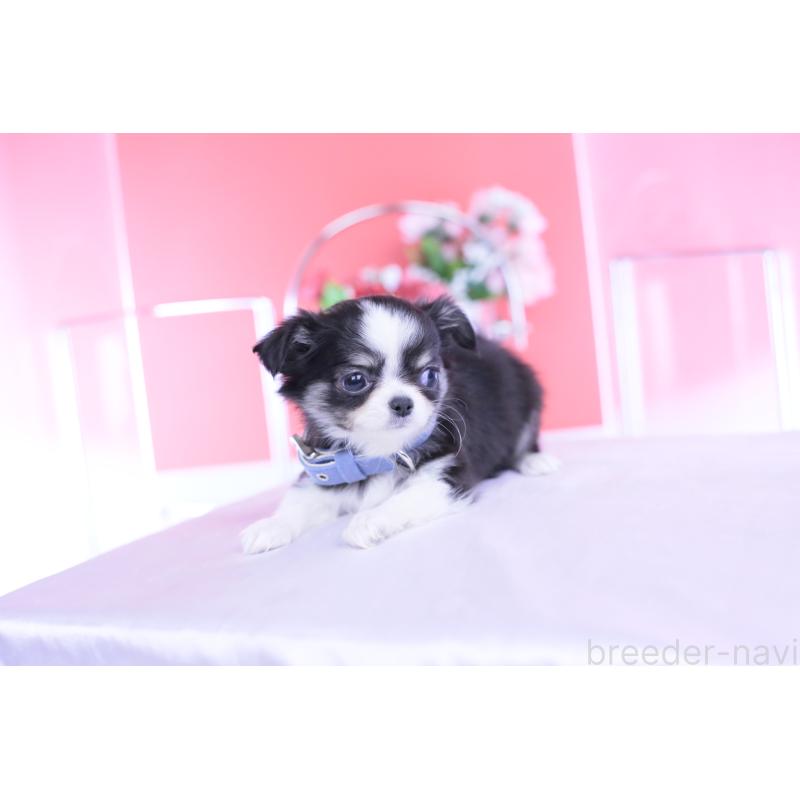 販売中の愛知県のチワワ(ロングコート)-432084の4枚目