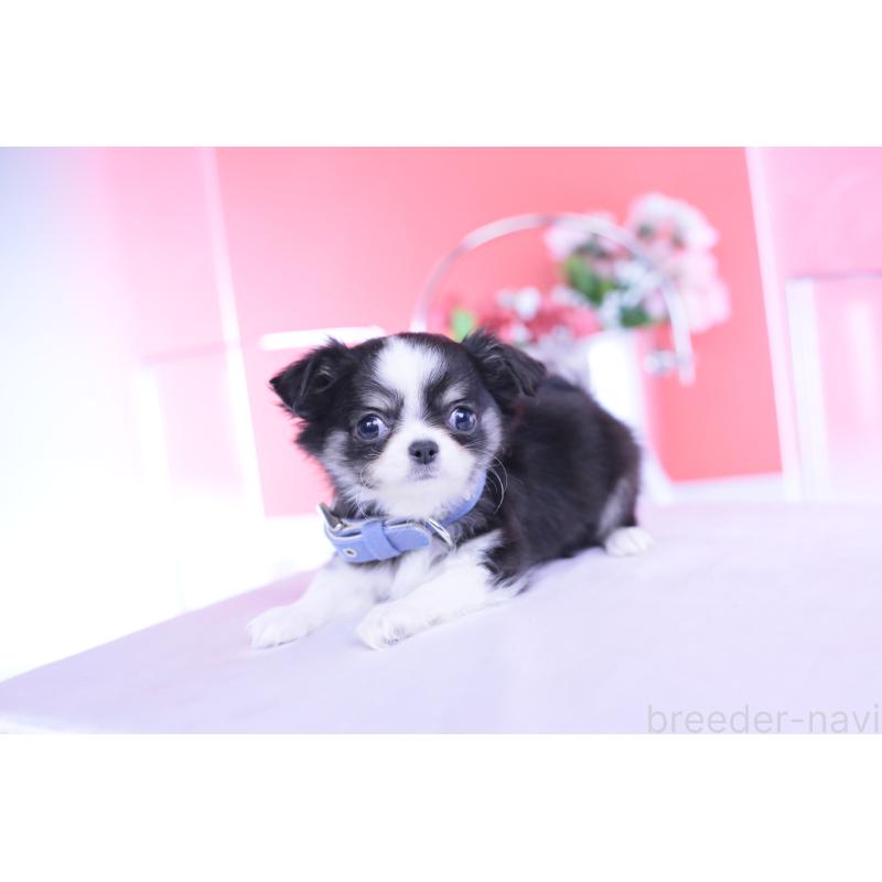 販売中の愛知県のチワワ(ロングコート)-432084の3枚目