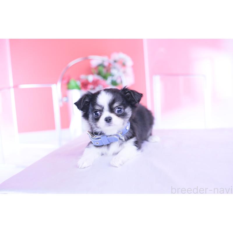 販売中の愛知県のチワワ(ロングコート)-432084の2枚目