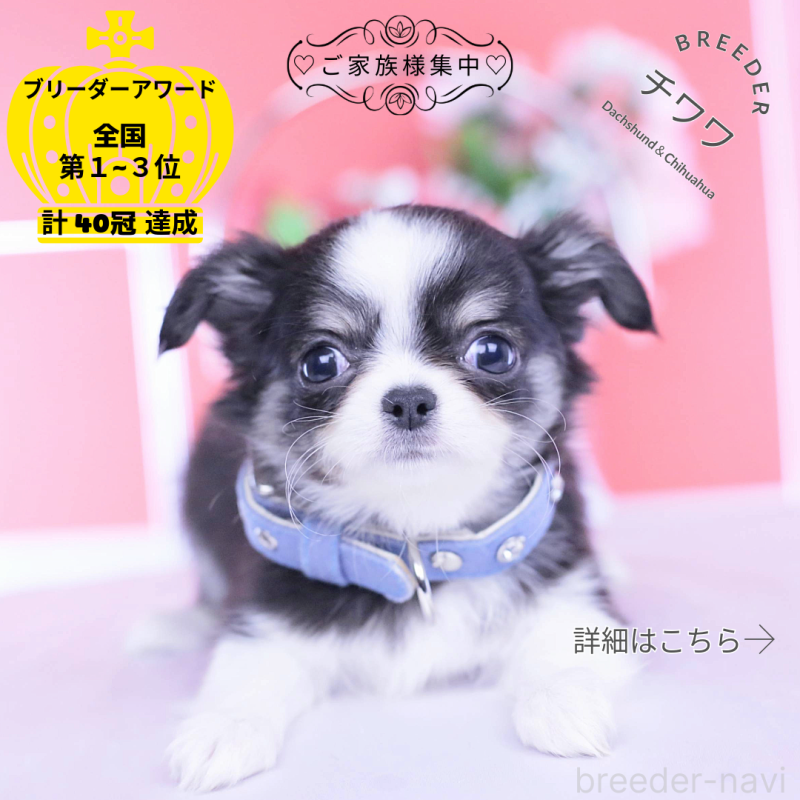 販売中の愛知県のチワワ(ロングコート)-432084の1枚目