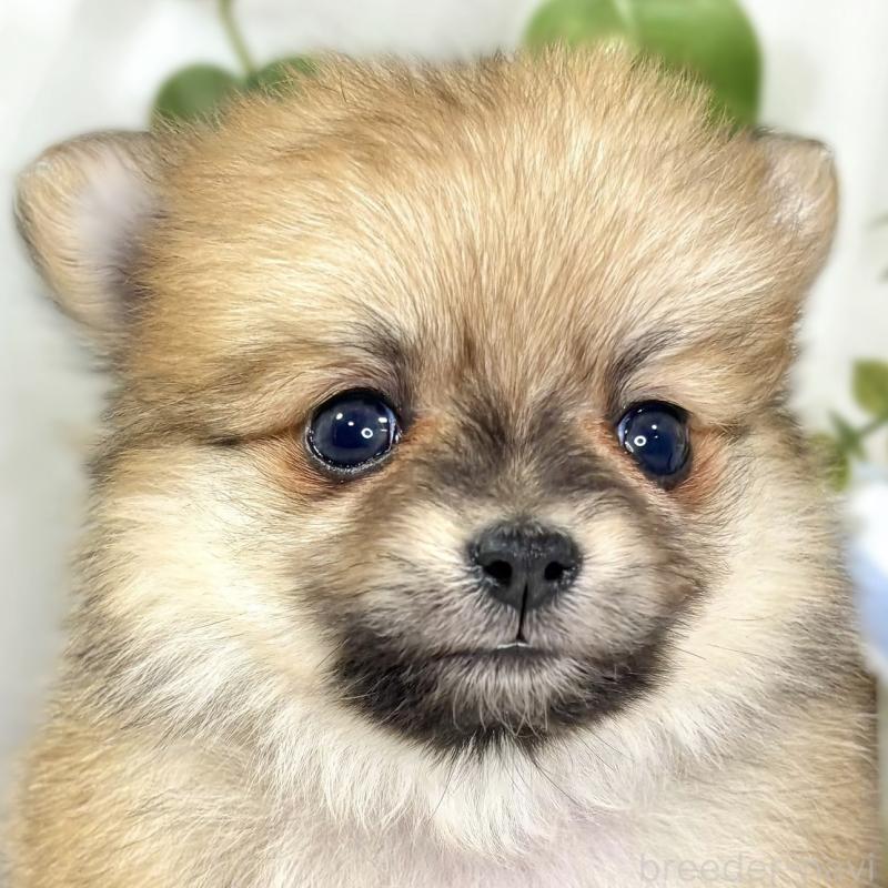 販売中の滋賀県のポメチワ:ポメラニアン×チワワ-438143の1枚目