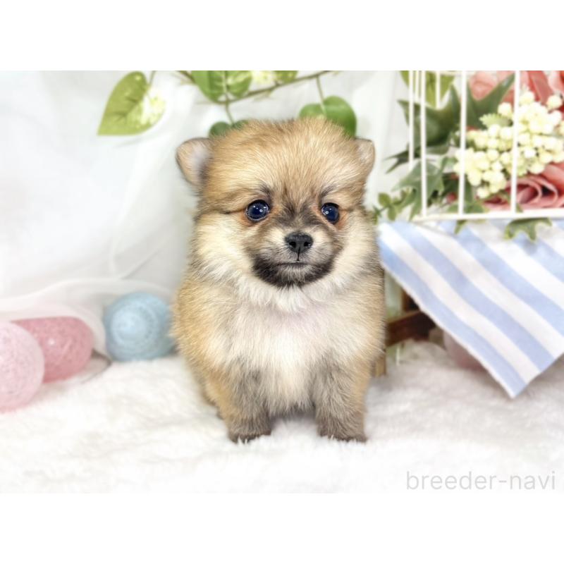 販売中の滋賀県のポメチワ:ポメラニアン×チワワ-438143の4枚目