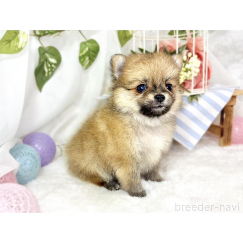 販売中の滋賀県のポメチワ:ポメラニアン×チワワ-438143の3枚目