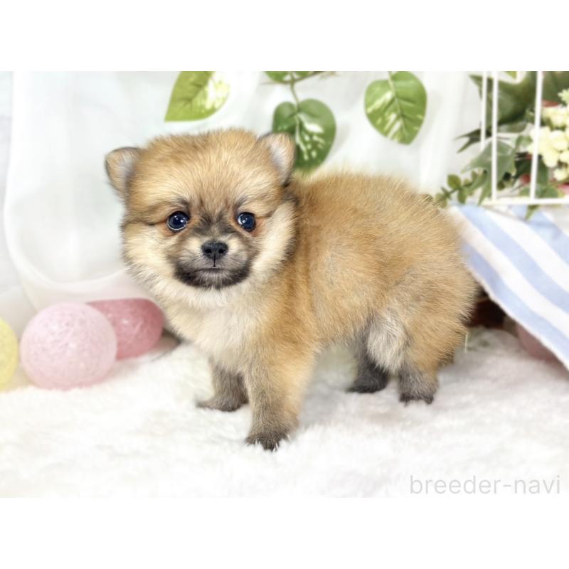 販売中の滋賀県のポメチワ:ポメラニアン×チワワ-438143の2枚目