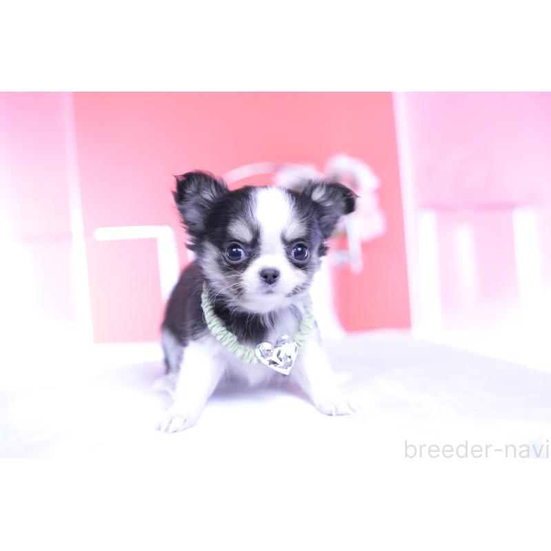 販売中の愛知県のチワワ(ロングコート)-432081の15枚目