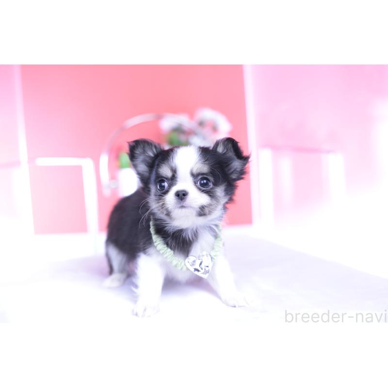 販売中の愛知県のチワワ(ロングコート)-432081の13枚目