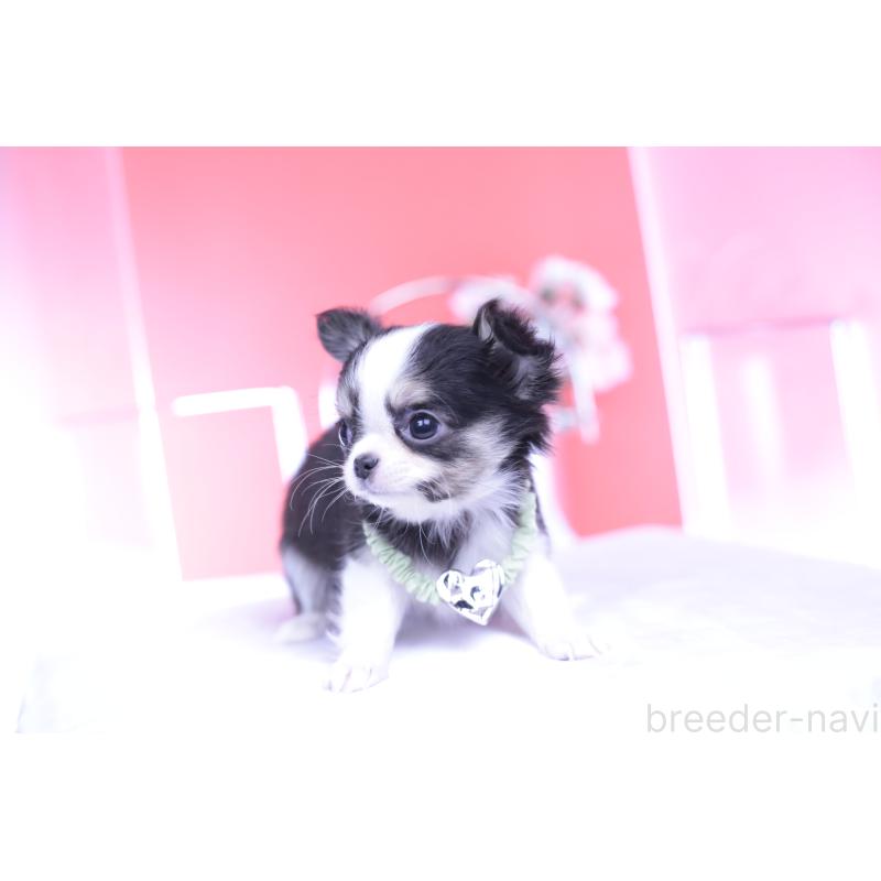 販売中の愛知県のチワワ(ロングコート)-432081の12枚目