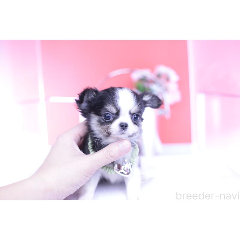 販売中の愛知県のチワワ(ロングコート)-432081の11枚目