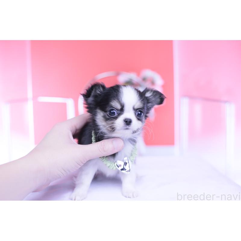 販売中の愛知県のチワワ(ロングコート)-432081の8枚目