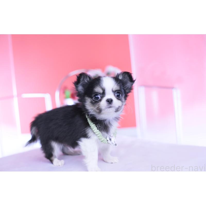 販売中の愛知県のチワワ(ロングコート)-432081の7枚目