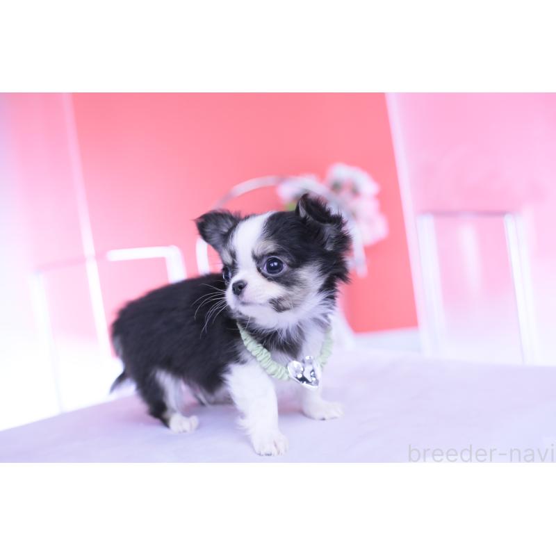 販売中の愛知県のチワワ(ロングコート)-432081の6枚目