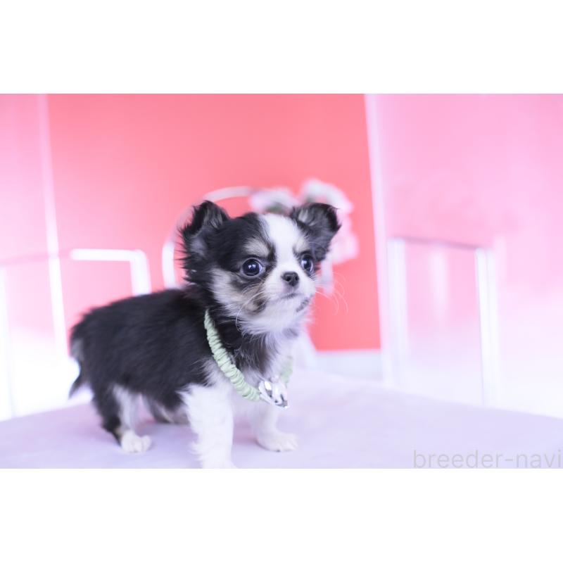 販売中の愛知県のチワワ(ロングコート)-432081の5枚目