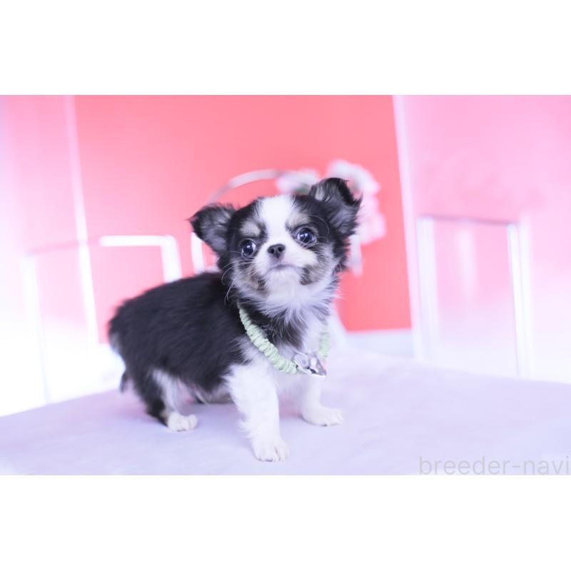 販売中の愛知県のチワワ(ロングコート)-432081の4枚目