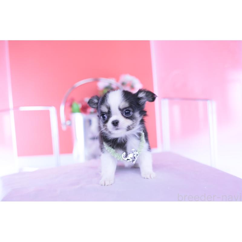 販売中の愛知県のチワワ(ロングコート)-432081の3枚目