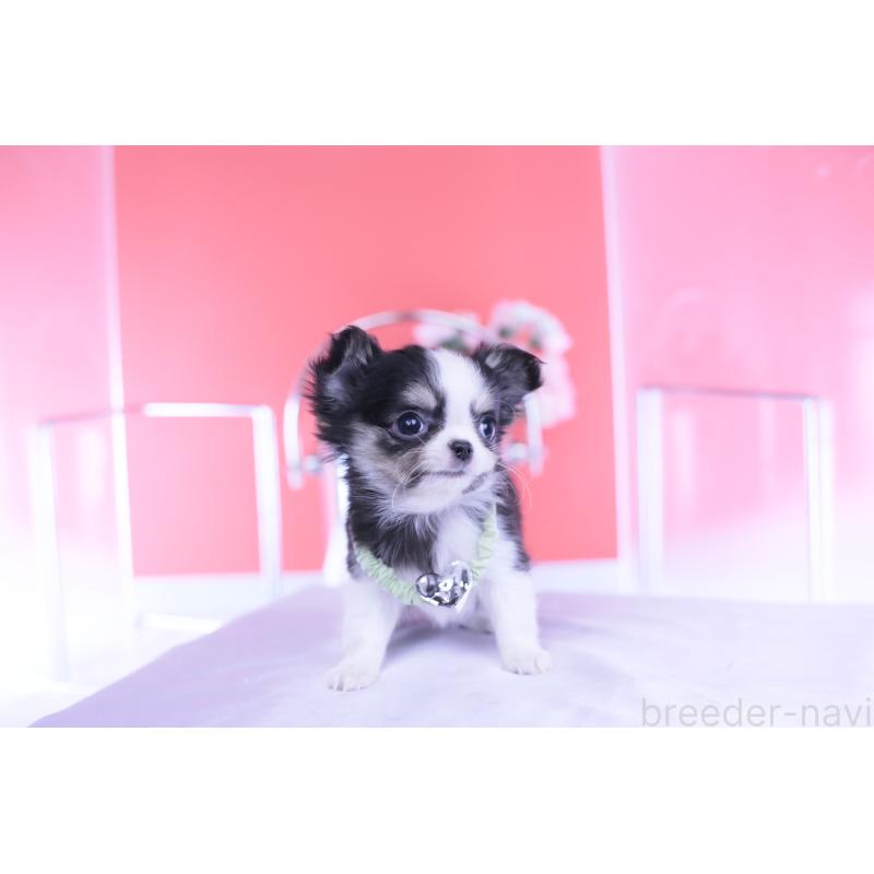 販売中の愛知県のチワワ(ロングコート)-432081の2枚目