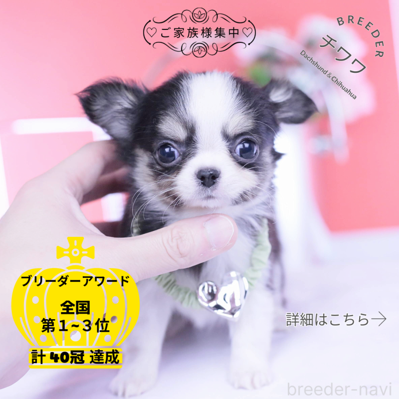 販売中ののチワワ(ロングコート)-432081