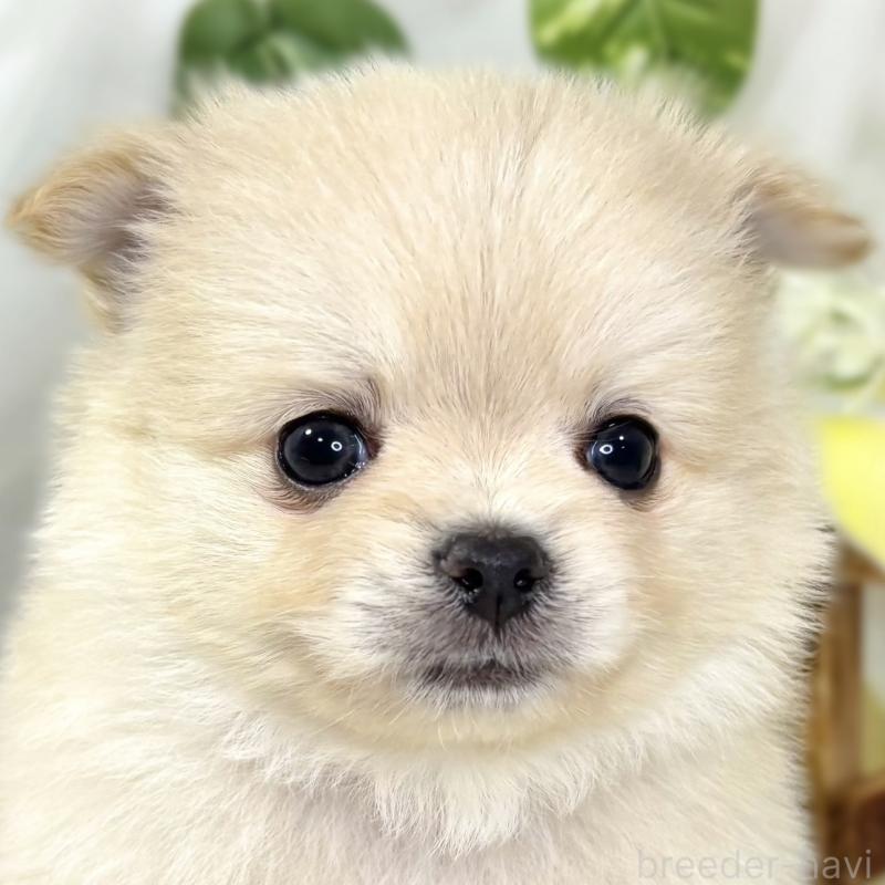 販売中の滋賀県のポメチワ:ポメラニアン×チワワ-438144