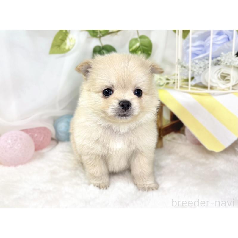 販売中の滋賀県のポメチワ:ポメラニアン×チワワ-438144の4枚目