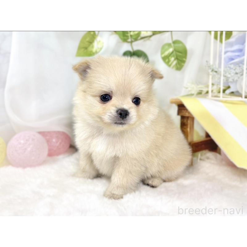 販売中の滋賀県のポメチワ:ポメラニアン×チワワ-438144の3枚目