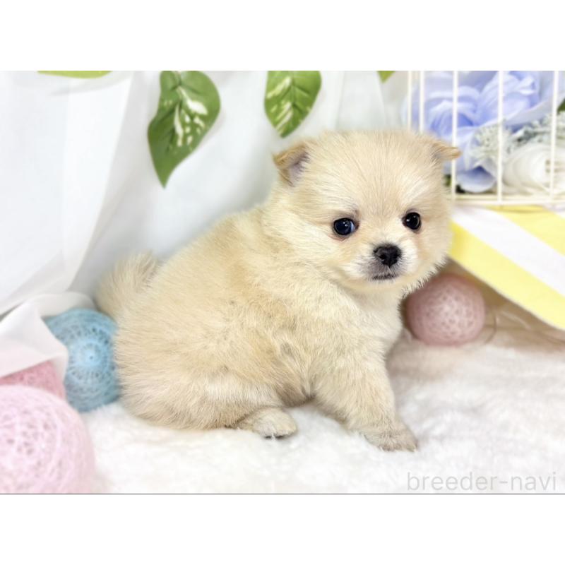 販売中の滋賀県のポメチワ:ポメラニアン×チワワ-438144の2枚目