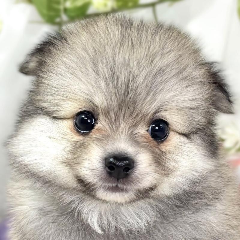 販売中の滋賀県のポメチワ:ポメラニアン×チワワ-438145