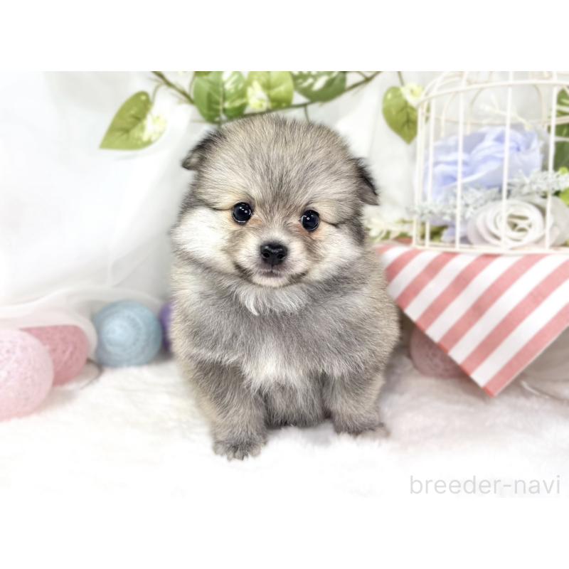 販売中の滋賀県のポメチワ:ポメラニアン×チワワ-438145の4枚目