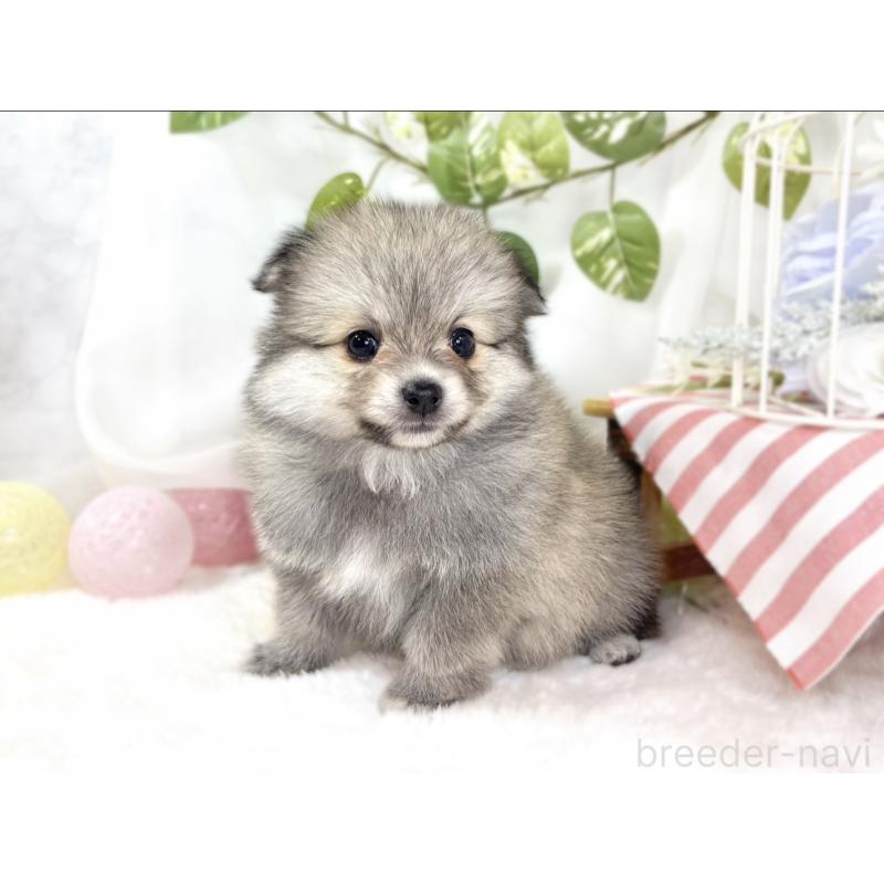 販売中の滋賀県のポメチワ:ポメラニアン×チワワ-438145の3枚目