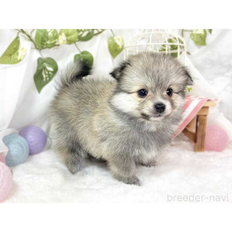 販売中の滋賀県のポメチワ:ポメラニアン×チワワ-438145の2枚目