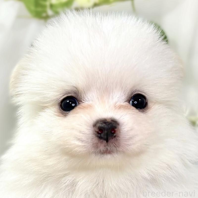 販売中の滋賀県のポメチワ:ポメラニアン×チワワ-438146