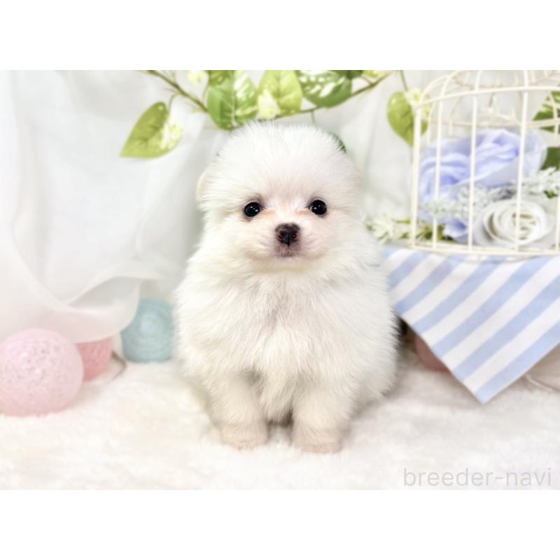 販売中の滋賀県のポメチワ:ポメラニアン×チワワ-438146の4枚目