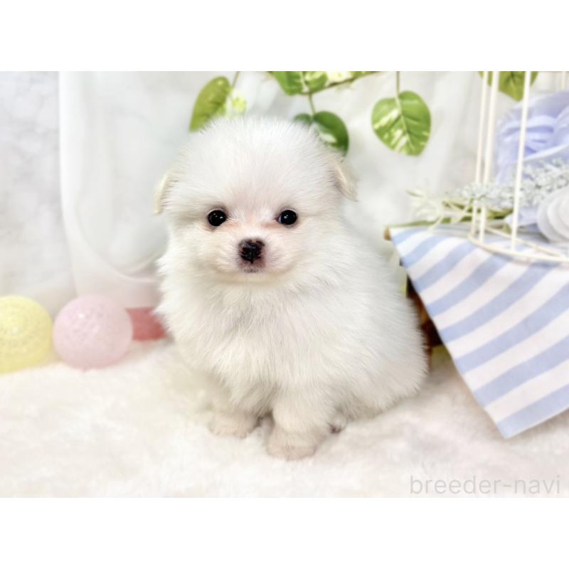 販売中の滋賀県のポメチワ:ポメラニアン×チワワ-438146の3枚目
