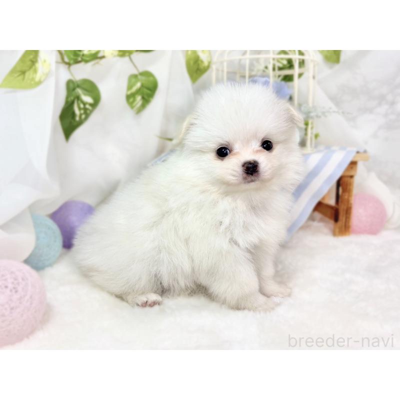 販売中の滋賀県のポメチワ:ポメラニアン×チワワ-438146の2枚目