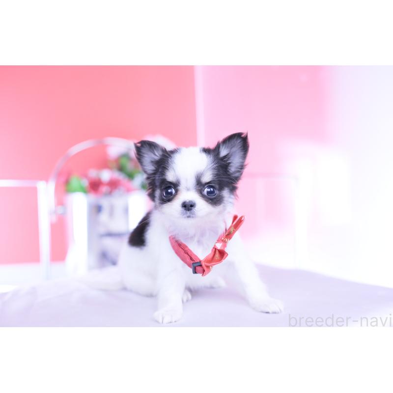 販売中の愛知県のチワワ(ロングコート)-432087の15枚目