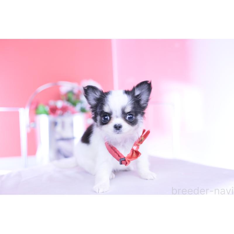 販売中の愛知県のチワワ(ロングコート)-432087の14枚目