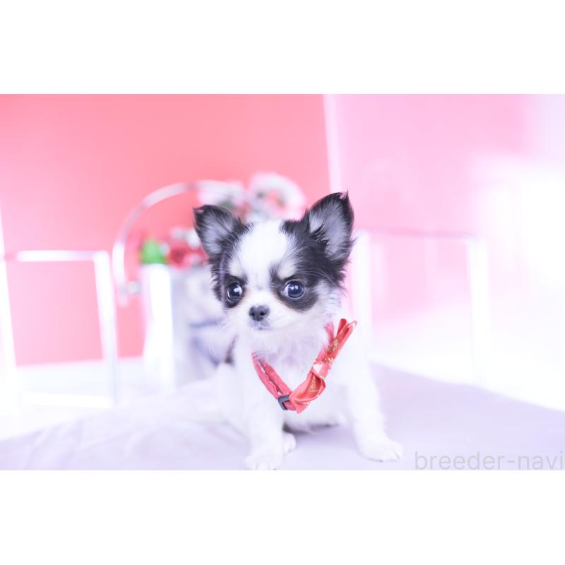 販売中の愛知県のチワワ(ロングコート)-432087の13枚目