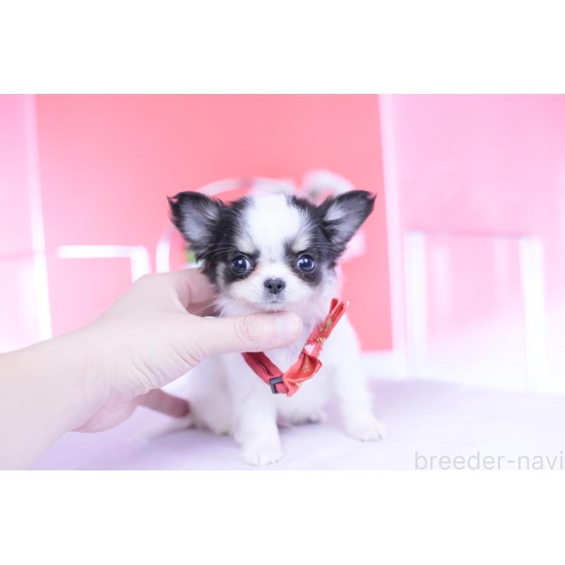 販売中の愛知県のチワワ(ロングコート)-432087の12枚目