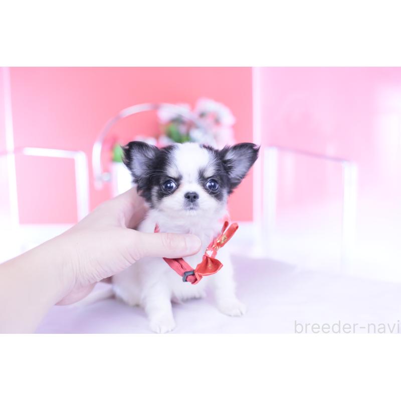 販売中の愛知県のチワワ(ロングコート)-432087の7枚目