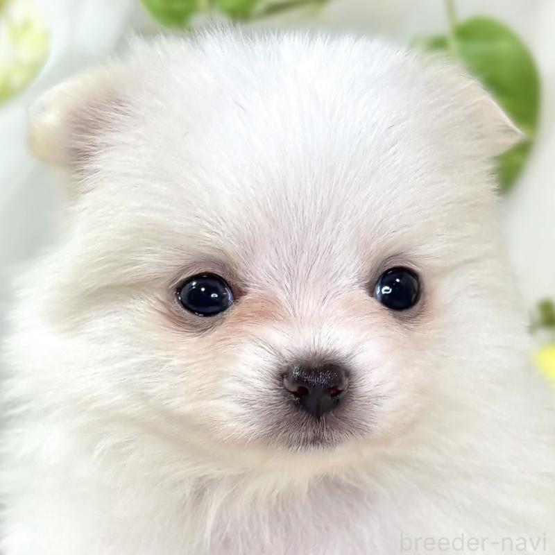 販売中の滋賀県のポメチワ:ポメラニアン×チワワ-438147