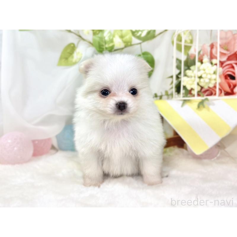 販売中の滋賀県のポメチワ:ポメラニアン×チワワ-438147の4枚目