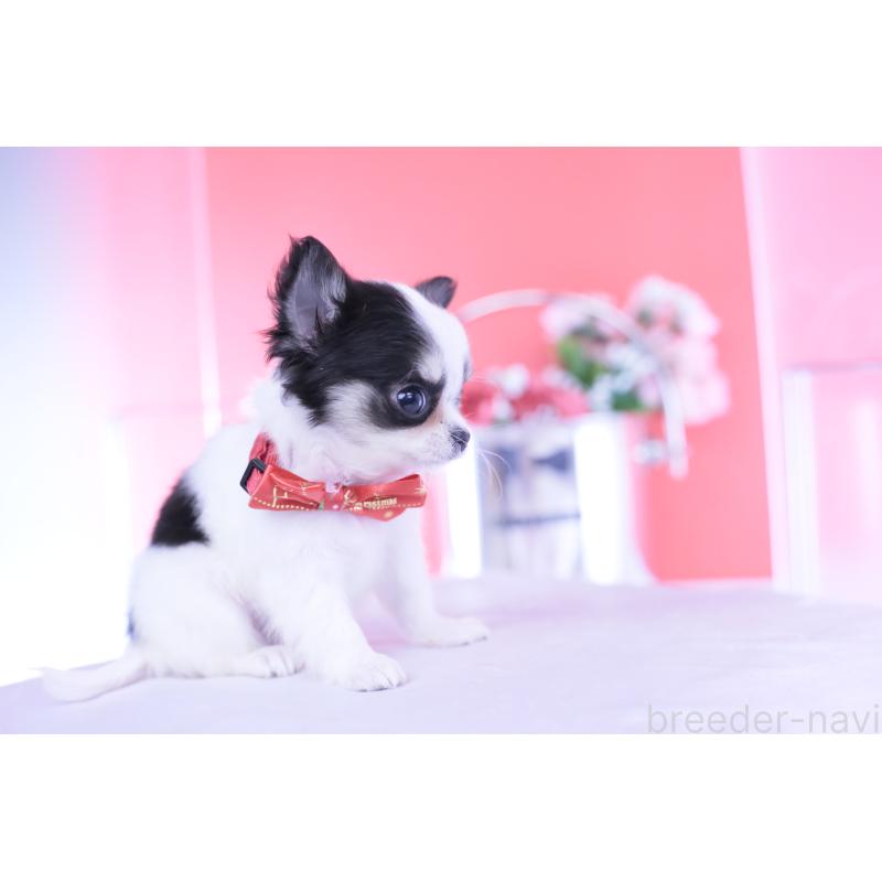 販売中の愛知県のチワワ(ロングコート)-432087の6枚目