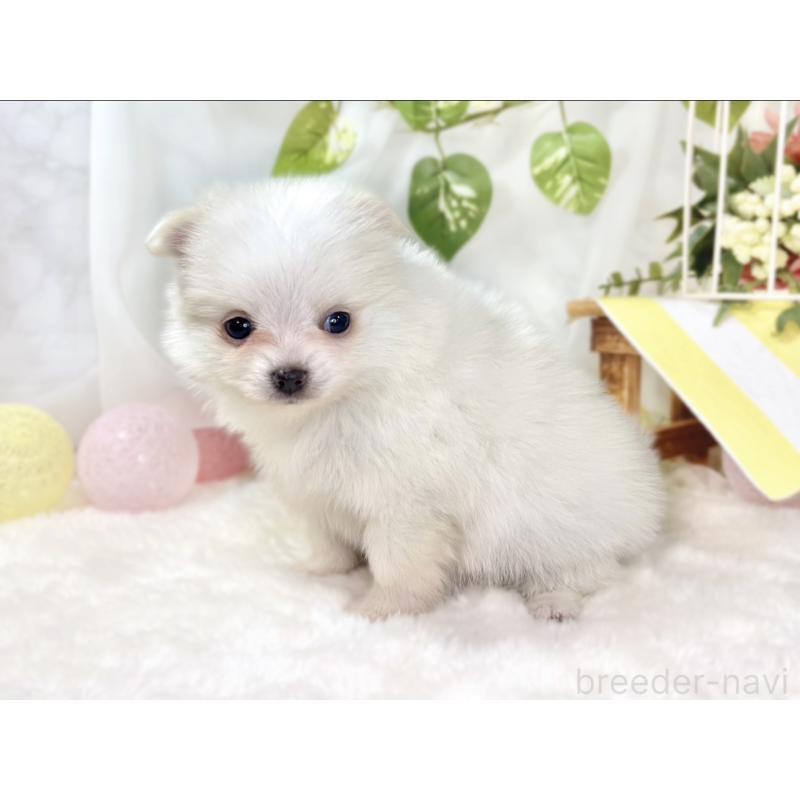 販売中の滋賀県のポメチワ:ポメラニアン×チワワ-438147の2枚目
