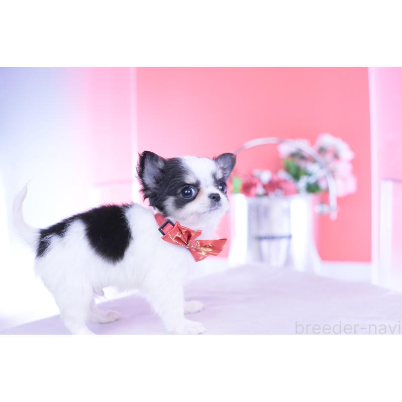 販売中の愛知県のチワワ(ロングコート)-432087の5枚目