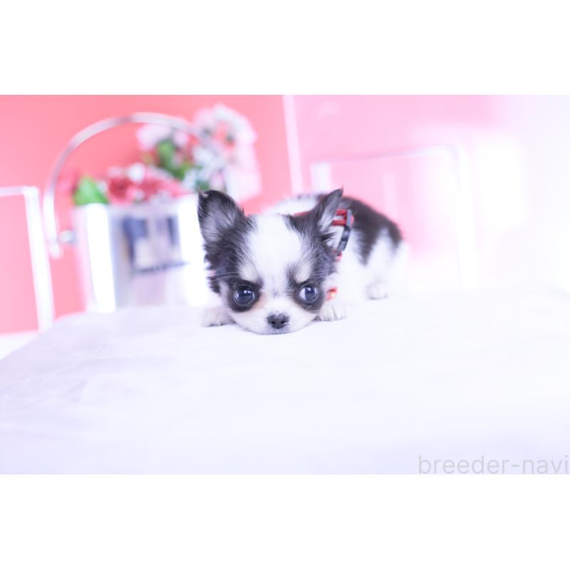 販売中の愛知県のチワワ(ロングコート)-432087の4枚目