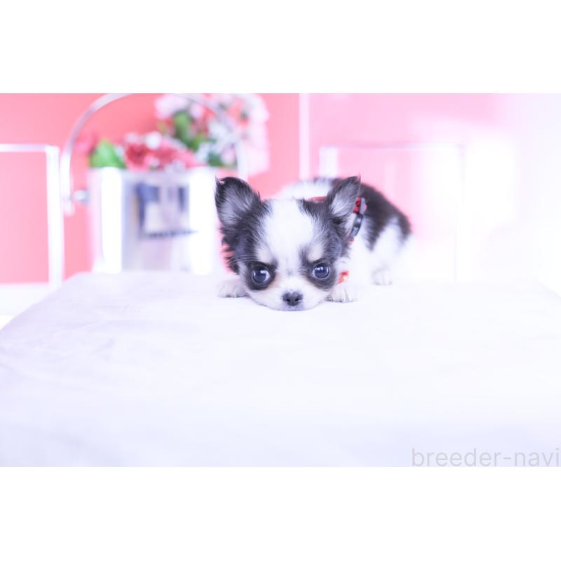 販売中の愛知県のチワワ(ロングコート)-432087の3枚目