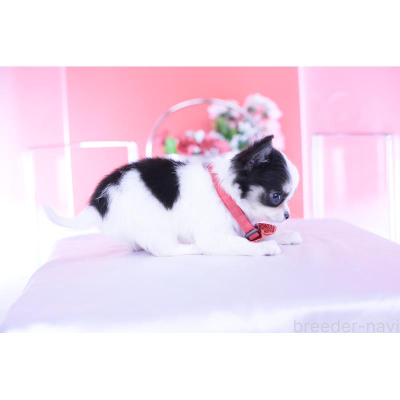 販売中の愛知県のチワワ(ロングコート)-432087の2枚目