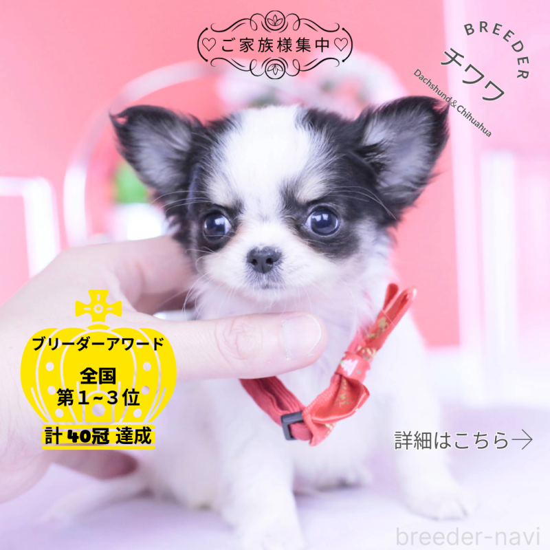 販売中の愛知県のチワワ(ロングコート)-432087